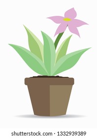 Young or small flower tree pink color in pot brown color.