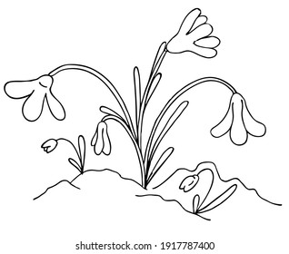 jeunes gouttes de neige au printemps poussent de la neige, image vectorielle élément doodle noir et blanc, coloration, ensemble de ressorts