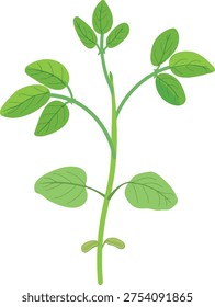 Young soybean plant isolated on white background