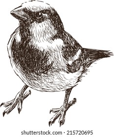 young sparrow