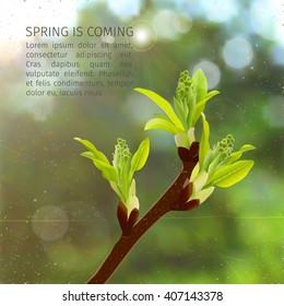 young spring leaves with sunlight and fresh green blurred vector background
