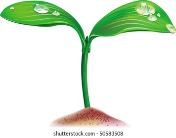 Young sprout with drops