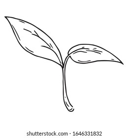 Young sprout icon. Vector illustration of a young plant for spring planting. Hand drawn plant, flower.