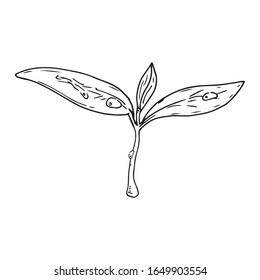Young sprout icon. Vector illustration of a young plant for spring planting. Hand drawn plant, flower.