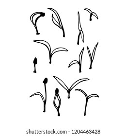 Young sprout microgreen isolated on white background. Hand drawn vector illustration in black and white