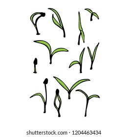 Young sprout microgreen isolated on white background. Hand drawn vector illustration.