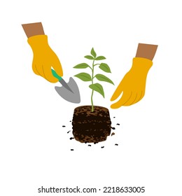 Young sprout, plant care, hands in gloves. Floristry and gardening. Plant and transplant seedlings in the garden. Flat cartoon vector illustration