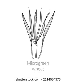 Young sprouts of wheat microgreens, vector line art black and white drawing, cultivation of wheat microgreens, grain, young leaves, healthy lifestyle concept, vegan healthy food.