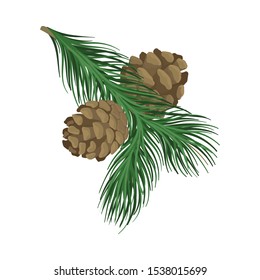 Young spruce branch with cones. Vector illustration.