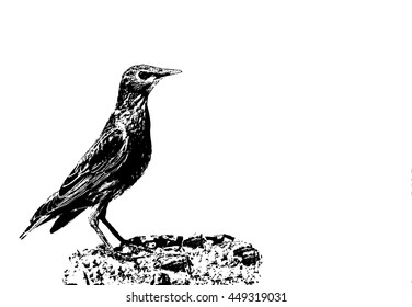 Young Starling on the stump. 
