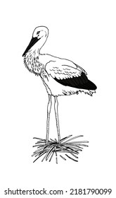 Young stork standing in a nest. Vector sketch in the style of doodles.