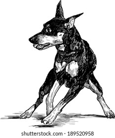 young terrier
