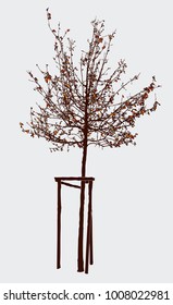 Young tree in autumn