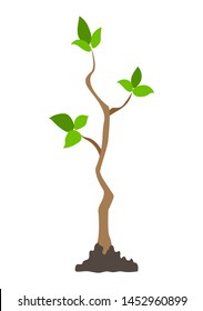 Young tree at early springtime growing from earth isolated on white. Vector plant with first leaves, summertime concept. Planting and gardening of forest