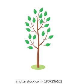 Young tree with green leaves isolated flat vector