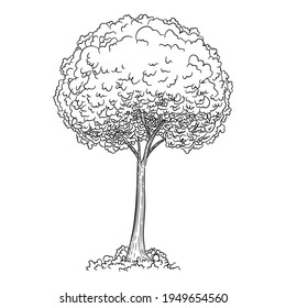 Young tree icon. Hand drawn and outline illustration of Young tree vector icon for web design