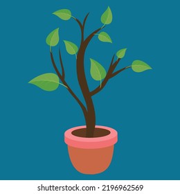 Árbol joven con hojas en una olla