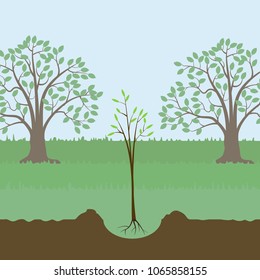 Young tree on the background of grass and trees
