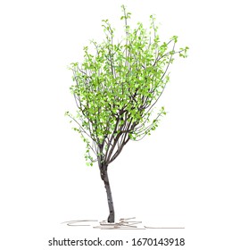 A young tree of quince ordinary (Cydonia oblonga L.), in summer, after flowering, a colored vector image on a white background