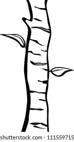 young tree trunk