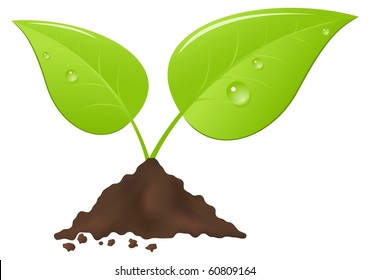 Young tree with water drops on leaves. Vector illustration, isolated on a white.