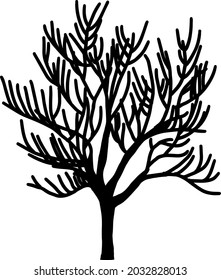 Young tree without leaves on a white background. A tree that has many long branches.