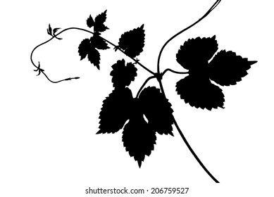 Young twig of wild grape with green leaves isolated on white 