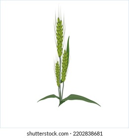 Young wheat, green wheat, with stems and leaves without background. Vector illustration design