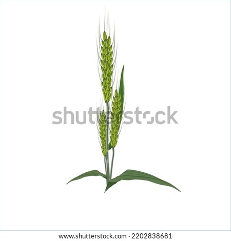 Young wheat, green wheat, with stems and leaves without background. Vector illustration design