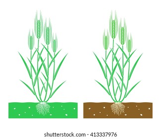young wheat plant with leaves and ears of wheat