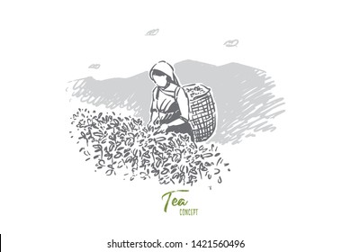 Young woman with basket, faceless plantation worker collecting fresh leaves, agriculture, female farmer harvesting foliage. Tea making process part concept sketch. Hand drawn vector illustration