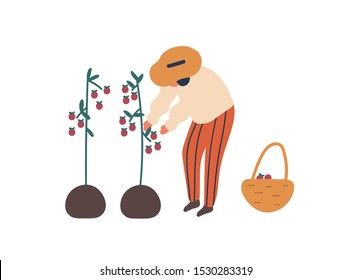 Young woman collecting tomatoes flat vector illustration. Female farmer with basket cartoon character. Lady harvesting ripe vegetables, natural food. Farming chore, agriculture, gardening concept.