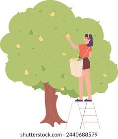 Young woman harvest pears. Person standing on ladder isolated on white background