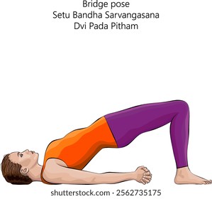 Young woman practicing Setu Bandha Sarvangasana yoga pose. Dvi Pada Pitham pose. Bridge pose. Intermediate Difficulty. Isolated vector illustration.