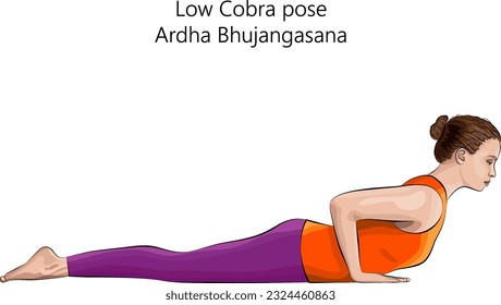 Young woman practicing yoga exercise, doing Low Cobra pose or Baby Cobra pose. Ardha Bhujangasana. Prone and Backbend. Beginner.  Isolated vector illustration.