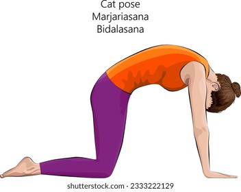 Young woman practicing yoga exercise, doing Cat pose. Marjariasana. Bidalasana, Arm Leg Support and Forward Bend. Beginner. Isolated vector illustration.