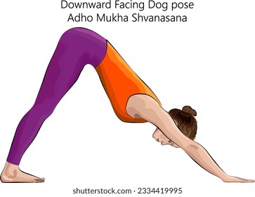 Mujer joven practicando ejercicio de yoga, haciendo pose de Perro hacia abajo. Adho Mukha Shvanasana. Soporte de la pierna del brazo y plegado hacia delante. Principiante. Ilustración vectorial aislada.