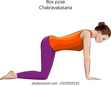 Young woman practicing yoga exercise, doing Box pose or Table pose or Ruddy Goose position. Chakravakasana. Arm Leg Support and Neutral. Beginner.  Isolated vector illustration.