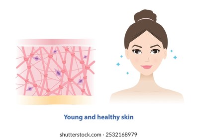 La mujer joven con Vector de piel radiante y suave sobre fondo blanco. Sección transversal de alta densidad de colágeno, fibras de elastina y fibroblastos en la capa de la dermis. Concepto de cuidado de la piel y belleza.