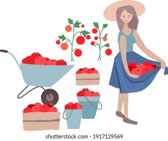 Young woman showing harvest. Red tomatoes in baskets. Farmer isolated on white background. Vector illustration can be used for vegetable picking,  farming