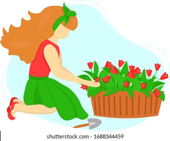 Young woman taking care of red tulips in flower pot. Female character enjoying her hobby. Concept spring gardening work. Illustration in flat style. 