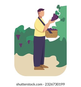 Young worker holding basket and plucks cluster of grapes. Wine production industry. Process of harvesting grapes to make wine. Vector flat illustration in blue and green colors