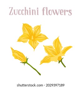 Young yellow zucchini flowers. Сourgette different inflorescences. Vector hand drawn flat isolated illustration with dry brush texture and hand written lettering for your design.