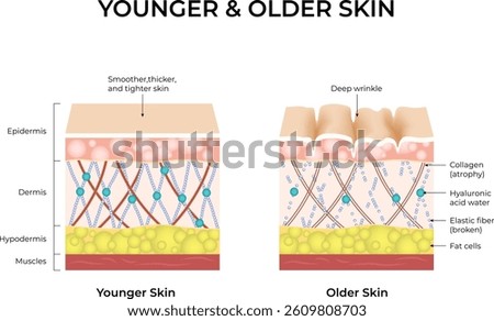Younger vs Older Skin A Comparison of Skin Structure and Aging Vector Illustration