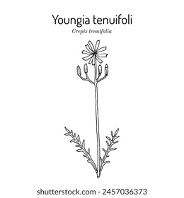 Youngia tenuifolia (crepis tenuifolia), medicinal plant. Hand drawn botanical vector illustration