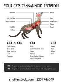your cats cannabinoid receptors,effect on body,vector infographic on white background.
