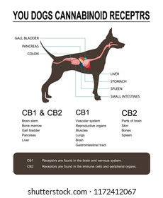your dog cannabinoid receptors,effect on body pet,vector infographic on white background.