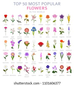 Your garden guide. Top 50 most popular flowers infographic. Vector illustration