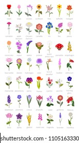 Your garden guide. Top 50 most popular flowers infographic. Vector illustration
