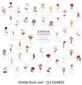 Tu guía de jardín. Top 50 infografía de flores Las más populares. Ilustración vectorial
